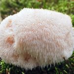 hericium-igelstachelbart